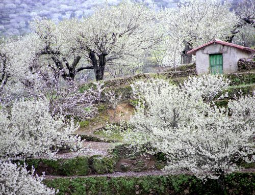 Fiesta del Cerezo en Flor en el Valle del Jerte