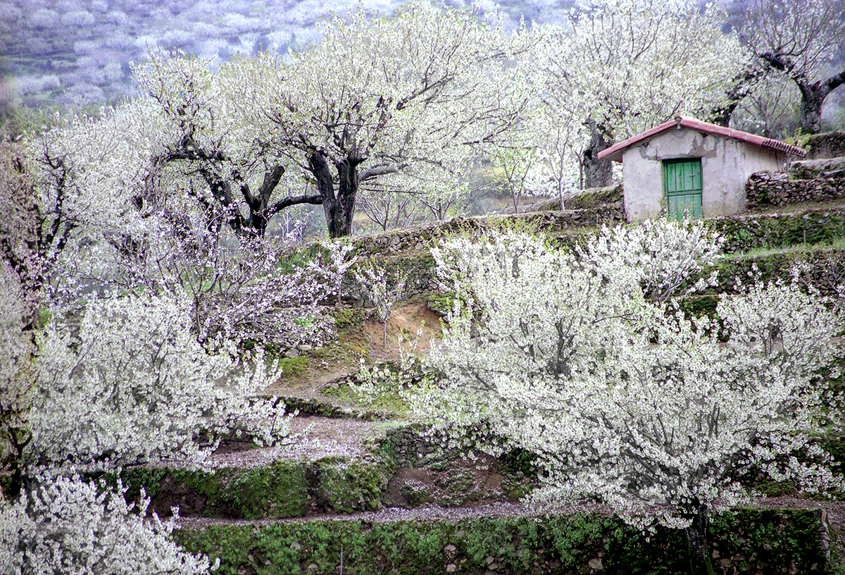 Cerezo en flor Valle del Jerte
